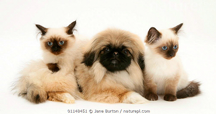 Birman store cross kittens