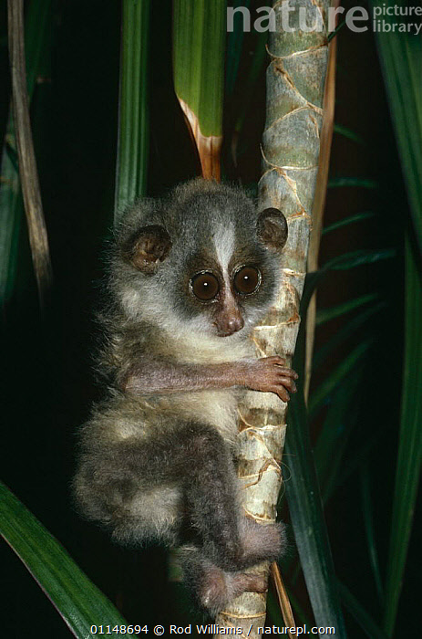 Stock photo of Slender loris {Loris tardigradus} young male, endangered ...