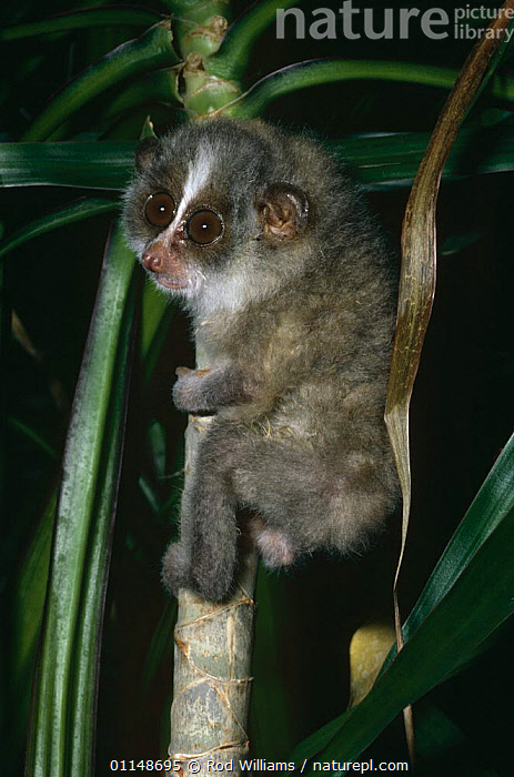Stock photo of Slender loris {Loris tardigradus nordicus} young male ...