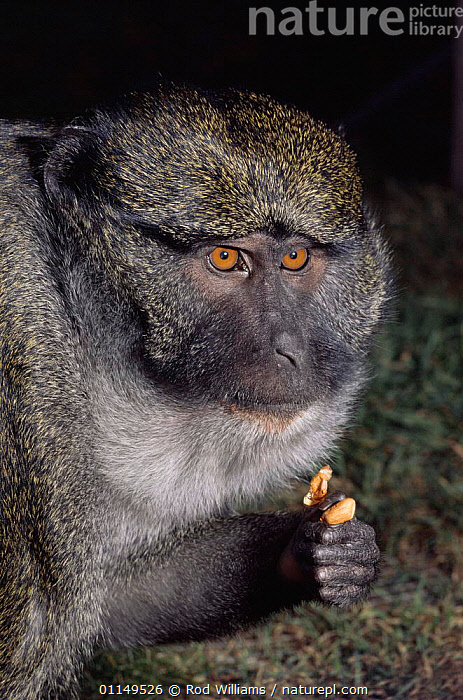 Stock photo of Allen's swamp monkey {Allenopithecus nigroviridis} male ...