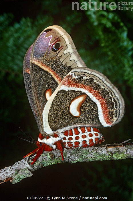 Stock photo of Cecropia moth {Hyalophora cecropia} captive. Available ...