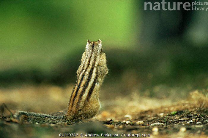 Stock photo of Siberian chipmunk {Eutamias sibiricus} rear view showing ...