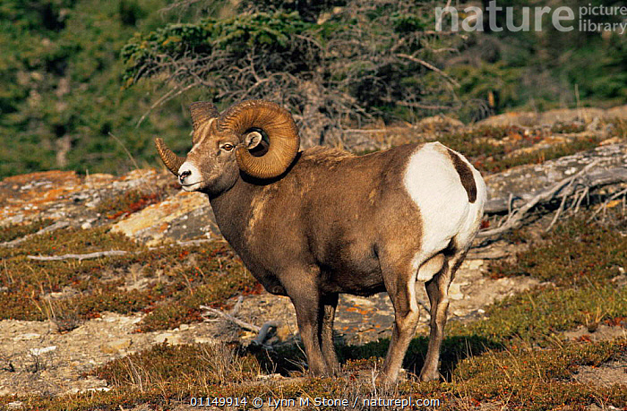 Large Rear Sheep Stock photo of Rocky mountain Bighorn sheep {Ovis canadensis} ram ...
