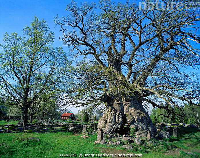 Stock photo of Ancient oak tree (Quercus sp) growing in farmland, early ...