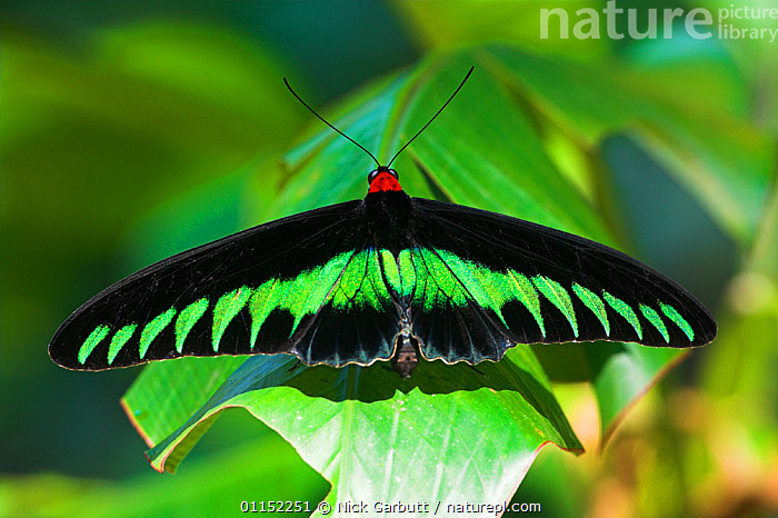 Stock photo of RF- Adult male Rajah Brooke's Birdwing