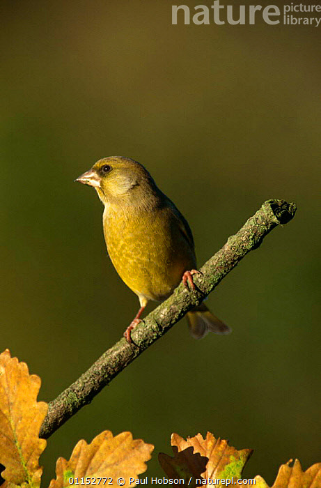 Stock photo of Greenfinch Carduelis chloris Male, Yorkshire, UK