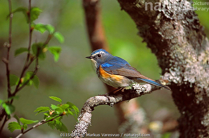 Stock photo of Red flanked bluetail {Tarsiger / Erithacus cyanurus