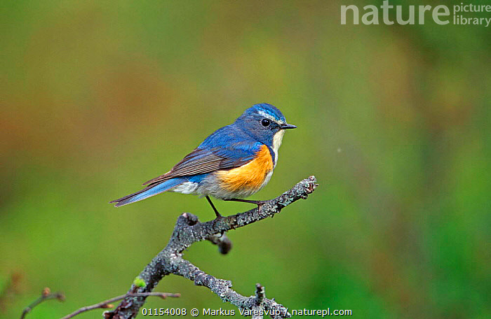 Stock photo of Red flanked bluetail {Tarsiger / Erithacus cyanurus