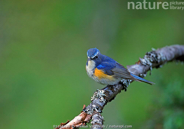Stock photo of Red flanked bluetail {Tarsiger / Erithacus cyanurus