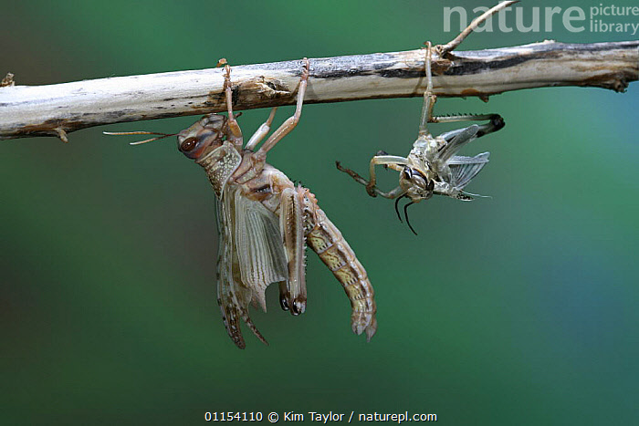 Stock photo of Desert Locust {Schistocerca gregaria} adult emerging ...