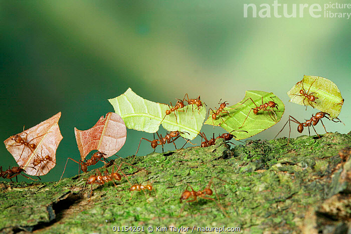 Stock photo of Bachacs / Leafcutter ants {Atta cephalotes} carrying ...