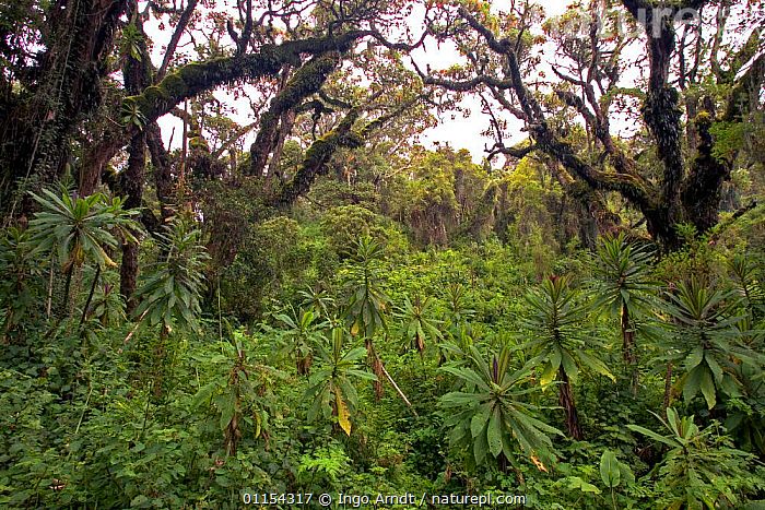 Stock photo of Rainforest vegetation, Parc des Volcans, Rwanda ...