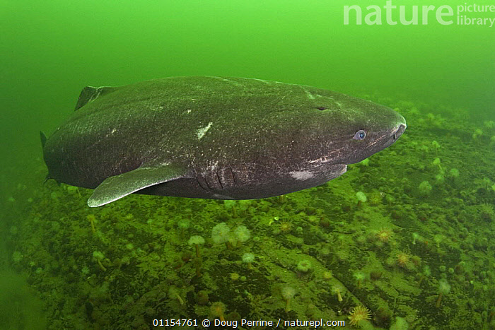Stock photo of Greenland sleeper shark (Somniosus microcephalus) St