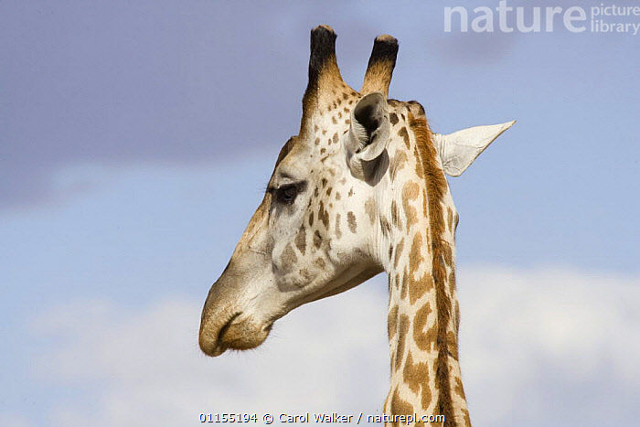 Stock photo of Rothschild's Giraffe {Giraffa camelopardalis rothschildi ...
