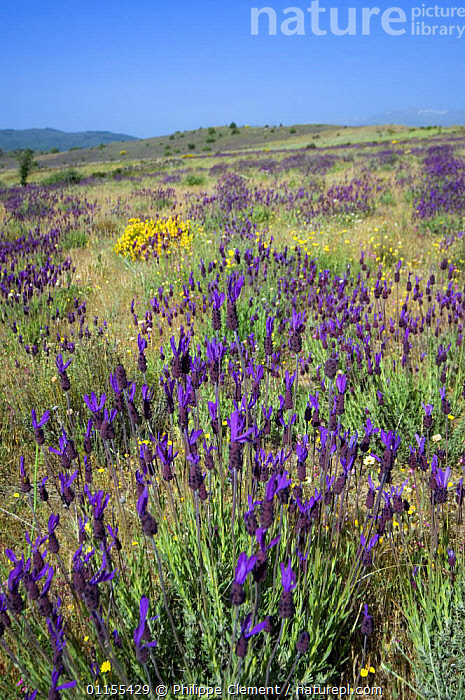 Stock photo of French lavender {Lavandula stoechas} growing in