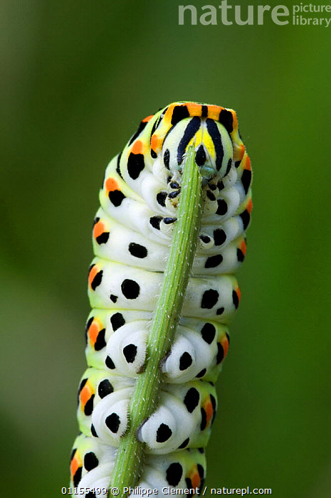 Old World swallowtail (Papilio machaon) butterfly emerging from