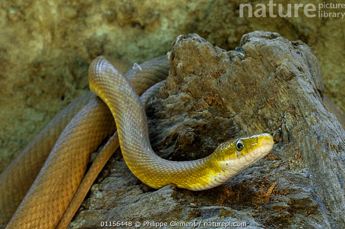 A Beautiful Emerald Green Rat Snake - Darren Hamill Reptiles
