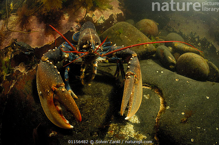 Homarids Stock photo of European / Common lobster (Homarus gammarus) underwater ...