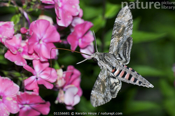 The Convolvulus Hawk-moth (Agrius - Butterfly Conservation