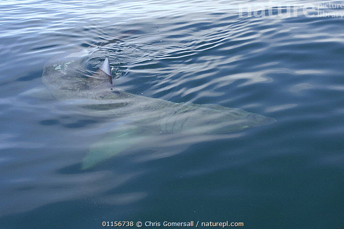 Stock Photo Of Basking Shark (Cetorhinus Maximus) Filter Feeding At ...