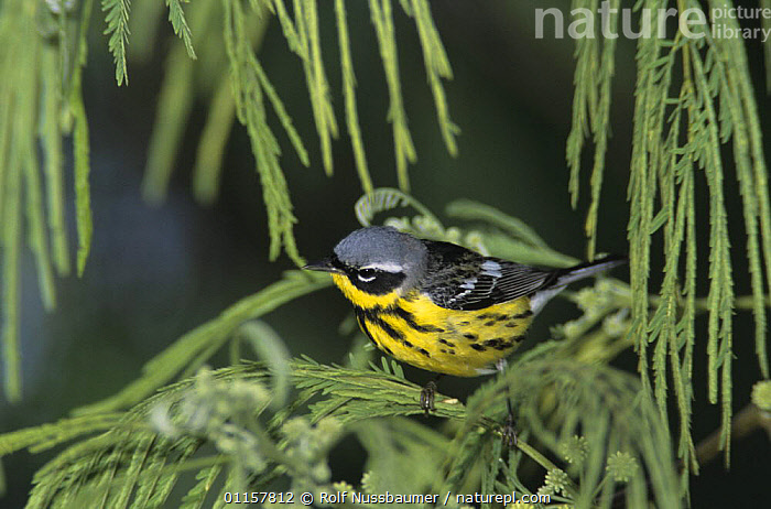 Stock photo of Male Magnolia Warbler (Dendroica magnolia) South Padre ...