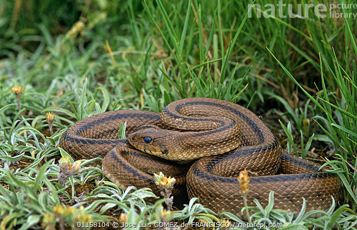 Stock photo of Ladder snake {Elaphe scalaris} Spain. Available for sale ...