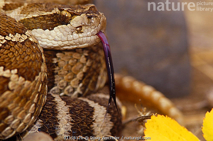 Stock photo of Western rattlesnake {Crotalus viridis} close up of ...