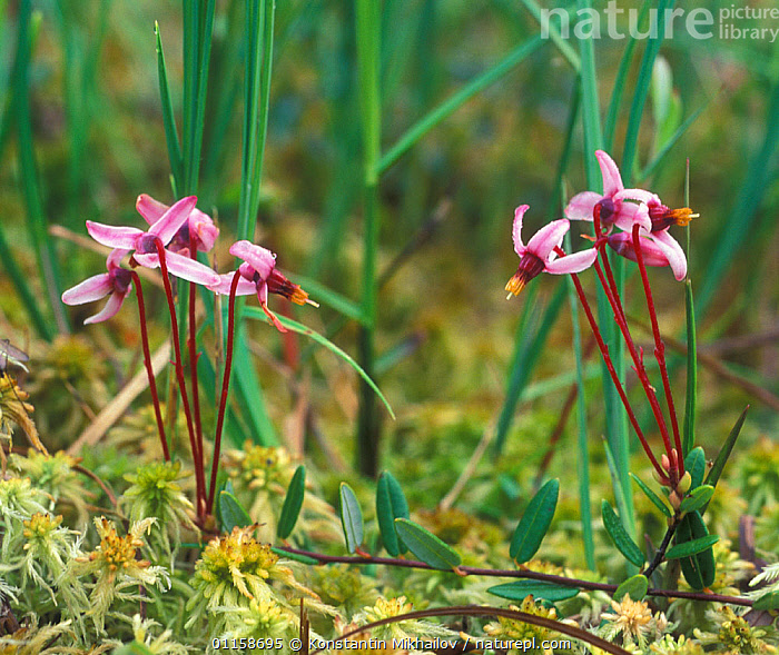 How To Grow Vaccinium oxycoccos | EarthOne