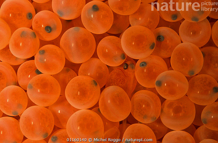 Stock photo of Rainbow trout (Salmo gairdneri / Oncorhynchus mykiss) eggs  in hatchery…. Available for sale on
