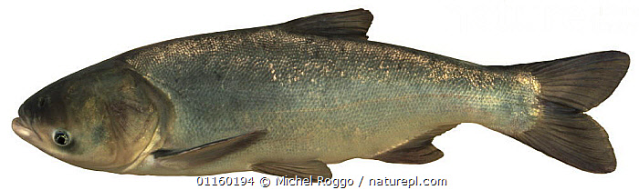 Stock photo of Bighead carp (Aristichthys nobilis) Europe. Available for  sale on www.naturepl.com