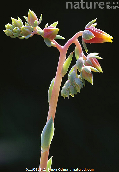 echeveria agavoides flower