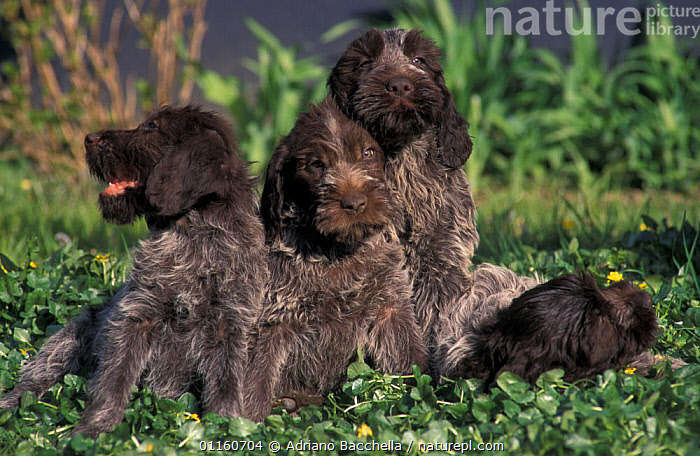 Wirehaired pointing griffon puppies best sale for sale