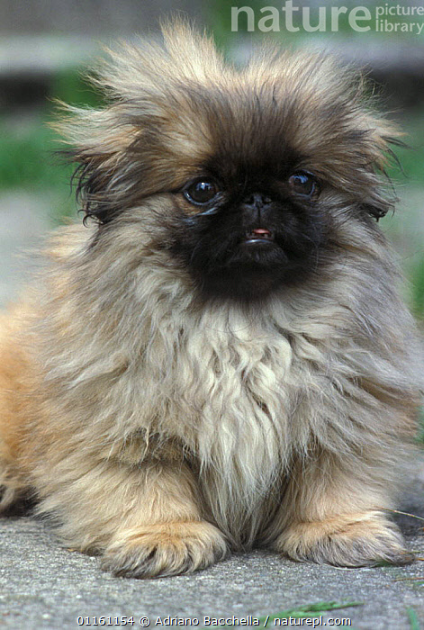 Pictures of pekingese store puppies