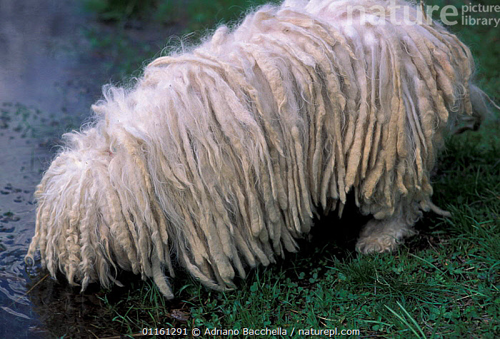 Hungarian sales water hound