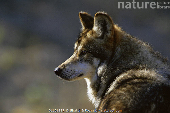 Stock Photo Of Mexican Wolf {Canis Lupus Baileyi} Captive, Endangered ...