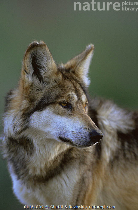 Stock Photo Of Mexican Wolf {Canis Lupus Baileyi} Captive, Endangered ...