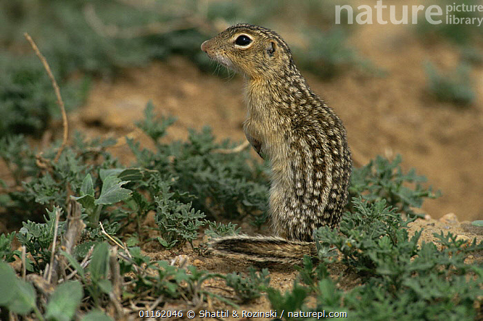 Stock Photo Of Thirteen Lined Ground Squirrel {Spermophilus ...