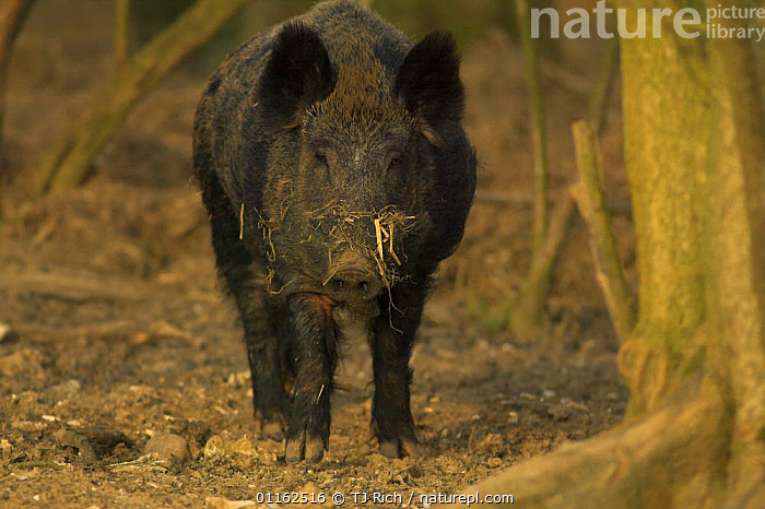 Scorafa Scrofa