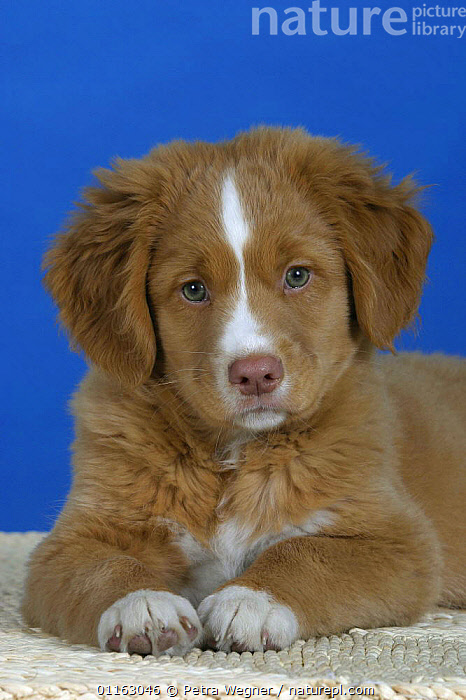 Nova scotia hot sale tolling retriever puppies