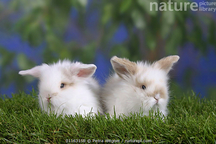 Stock photo of Domestic Rabbit, two Young Teddy Lop-eared Rabbits, 5 ...