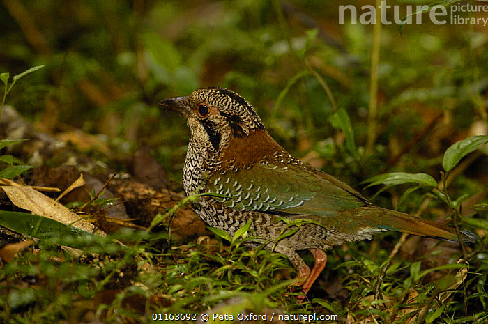 Stock photo of Scaly ground roller (Geobiastes squamiger) rainforest