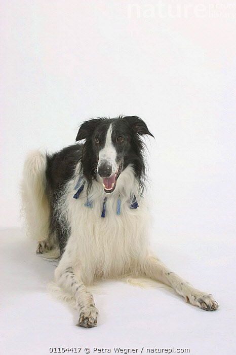 Borzoi border hot sale collie mix