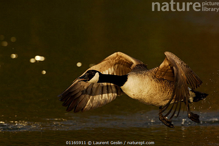 Stock photo of Canadian goose Branta canadensis taking off from water UK. Available for sale on www.naturepl