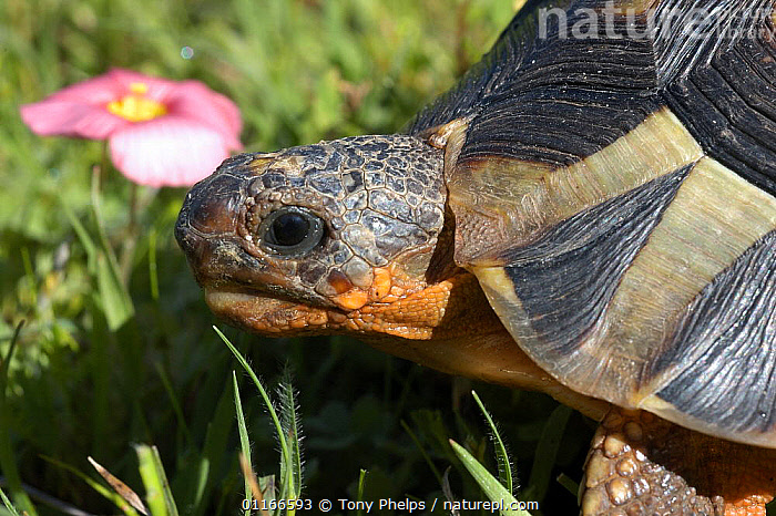 Stock photo of Male Angulated Tortoise (Chersina angulata) South Africa ...