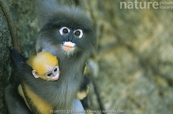 Stock photo of Portrait of mother Dusky Leaf Monkey (Trachypithecus  obscurus) with…. Available for sale on
