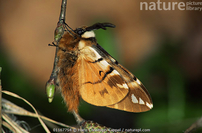 Stock photo of Kentish glory moth {Endromis versicolora} wings open ...