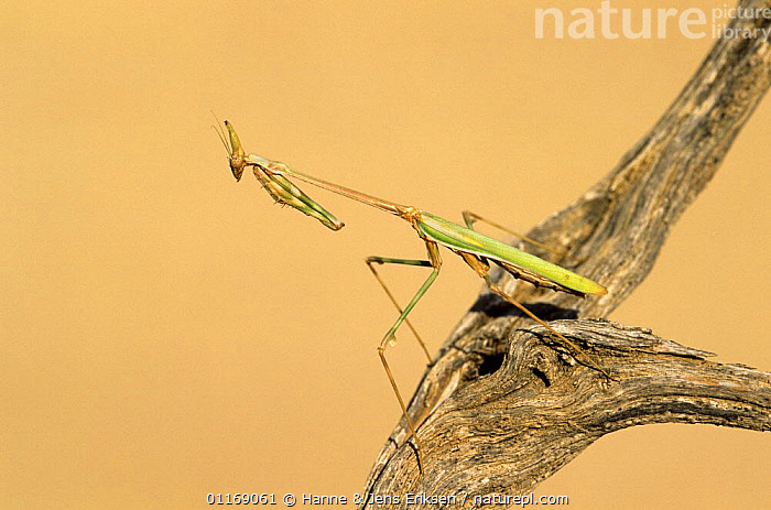 stock-photo-of-lappet-mantis-empusa-hedenborgii-muscat-oman