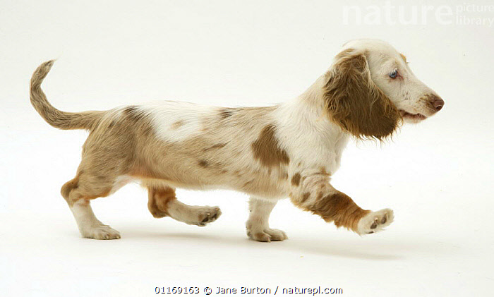 Stock photo of Chocolate dapple Miniature Dachshund pup trotting. Available for sale on www.naturepl