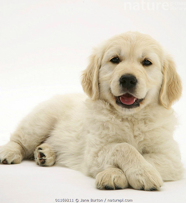 Stock photo of Golden Retriever pup lying down, head up, paws crossed ...