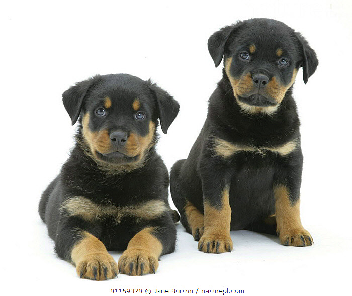 8 Weekks Rottweiler Stock photo of Two Rottweiler pups, 8 weeks old.. Available for sale on ...